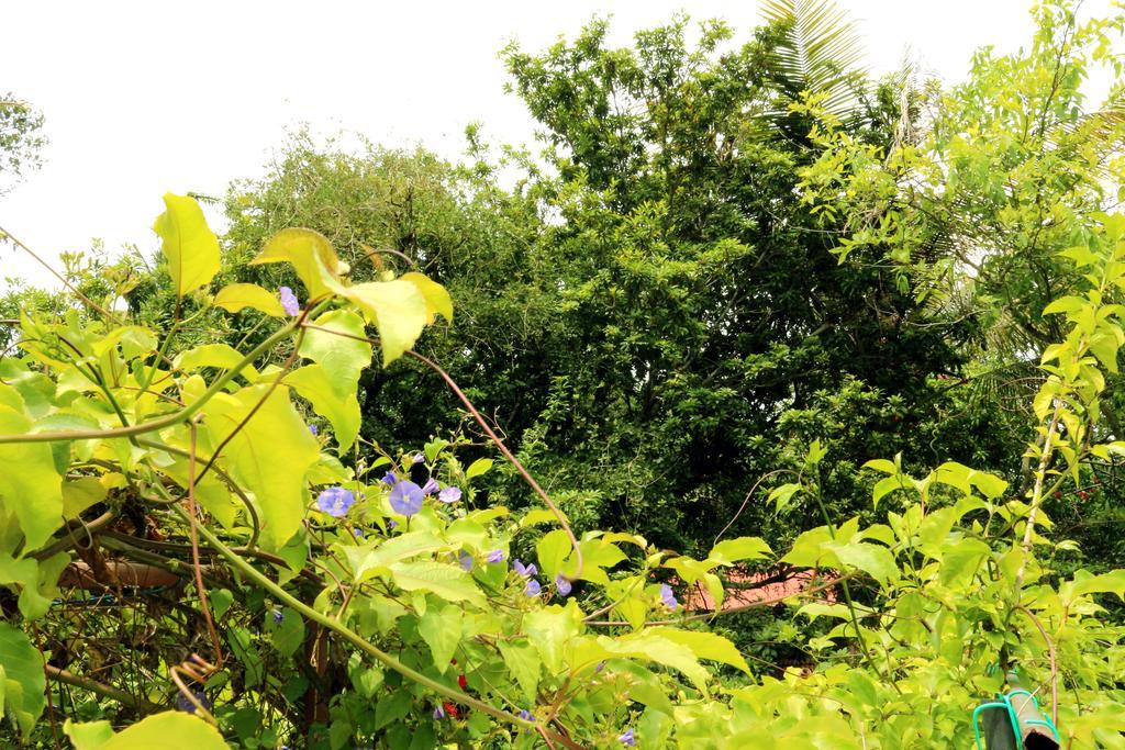 Marari Beach Pearl Homestay Mararikulam Esterno foto